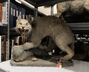 taxidermy animal