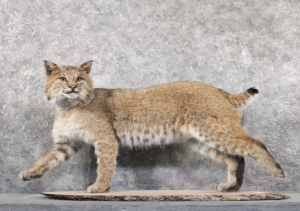taxidermy cat