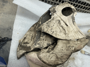 Phenotype specimen at the Children's museum of indianapolis